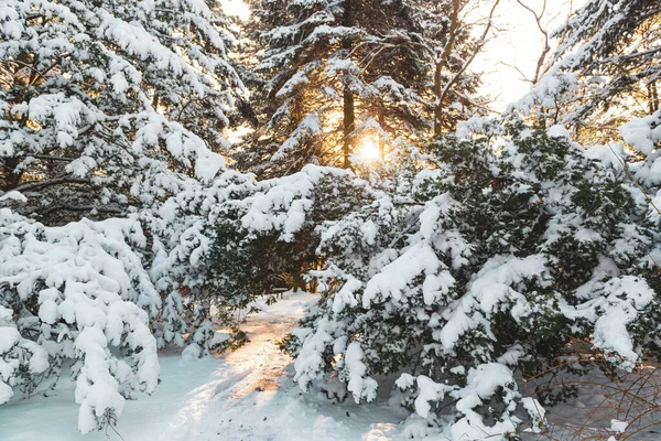 Bajkowy Zachód Słońca Zimowym Lesie Grzech Świeci Pośród Drzew Pokrytych — Zdjęcie stockowe