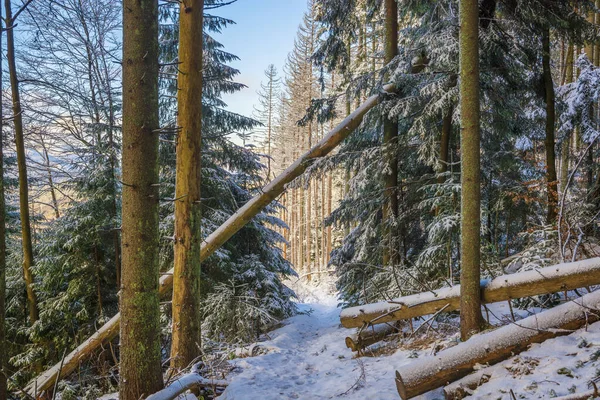 Scenic Winter Bos Scene Wandelpad Het Zonnige Winterbos Hoog Bergen — Stockfoto