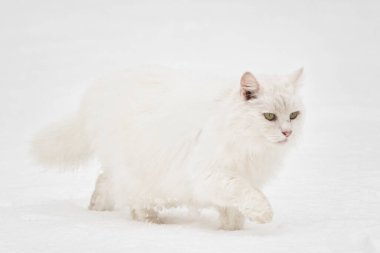 Beyaz kar üzerinde yürüyen beyaz kedi. Kış mevsiminde hayvanlar