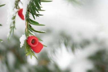 Kırmızı dutlu porsuk dalı. Zehirli yeşil ağaç.