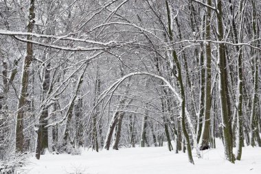 Kış sahnesi bir kar yağışı sonrası eğilmiş ağaçların olduğu parkta.