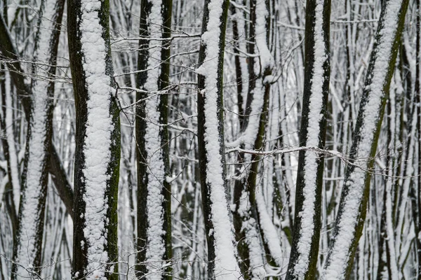Zimowy Śniegowy Kod Kreskowy Śnieg Pniach Drzew Kreatywna Zima Natura — Zdjęcie stockowe