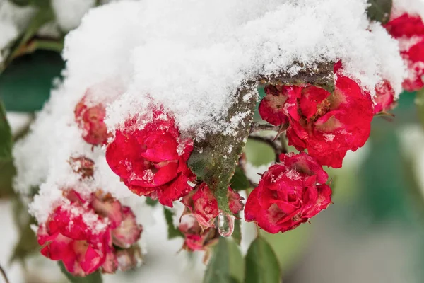 Roses Rouges Congelées Couvertes Neige Premiers Rhumes Hiver — Photo