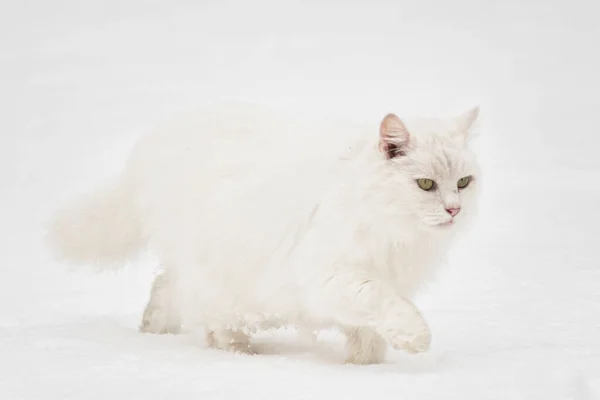 在白雪上散步的白猫 冬季动物的概念 — 图库照片