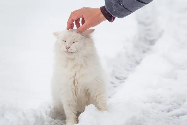 Hand Petting Stray Cat Winter Time Animal Survival Urban Environment — Stock Photo, Image