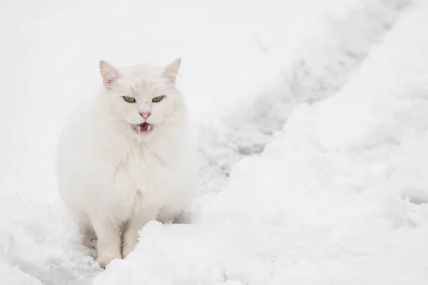 在厚厚的雪地里有一只多愁善感的猫 城市动物在冬季生存的概念 — 图库照片