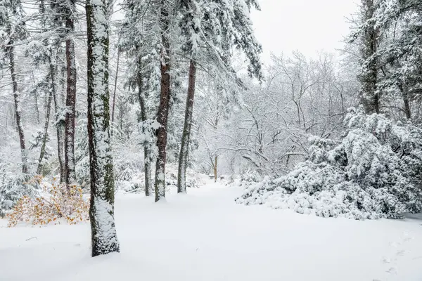 Malowniczy Park Zimowy Spokojny Park Pokryty Śniegiem Pierwszych Zimowych Opadach — Zdjęcie stockowe