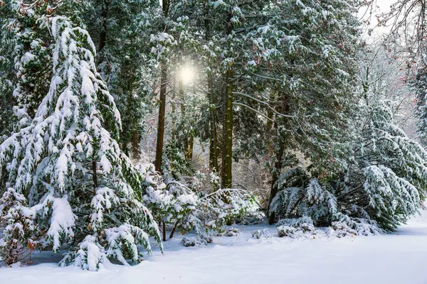 Śnieg Pokrył Choinkę Bajkowym Lesie Zimowym Piękna Scena Leśna Ciężkim — Zdjęcie stockowe