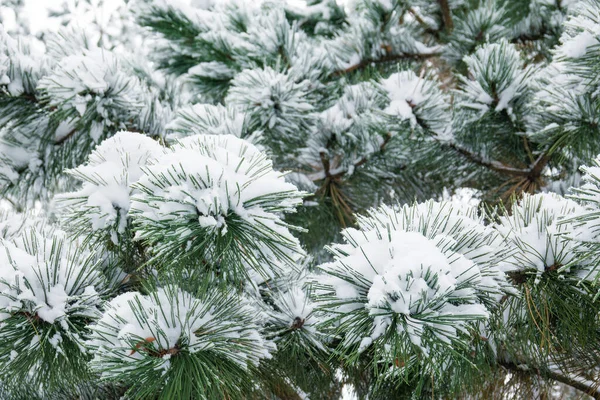 Ветви Сосны Покрыты Снегом Рождественский Фон — стоковое фото