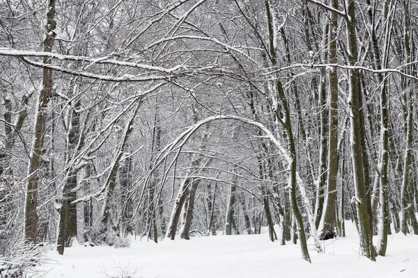 Зимняя Сцена Парке Изогнутыми Деревьями После Снегопада — стоковое фото