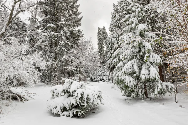 冬の初めに最初の雪に覆われた都市の庭 — ストック写真