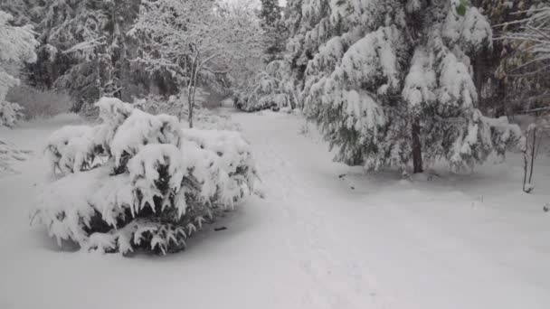 公園で雪が降る 縦型のパンニング 冬の風景 — ストック動画