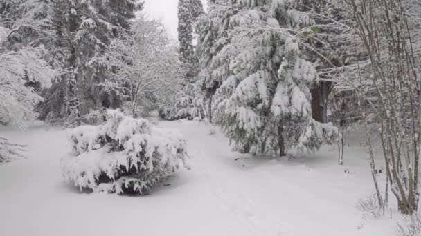 Śnieg Zimowym Parku Malowniczy Sezon Zimowy — Wideo stockowe