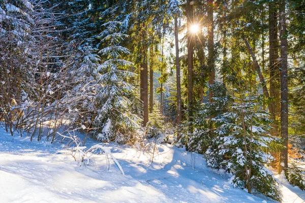 おとぎ話の冬の森 木々の間に太陽が輝くクリスマスの森 — ストック写真