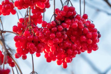 Bir dal kırmızı viburnum böğürtlen. Sağlıklı olgun çilek. 