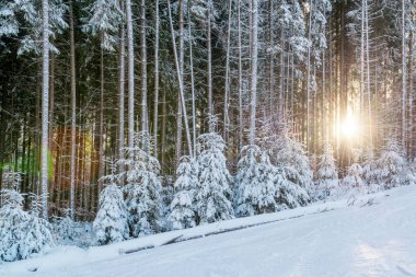 Güneş ladin ağaçlarının arasından parlıyor güzel bir kış ormanında