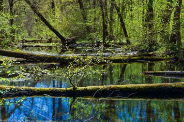 Flooded forest and wetlands in spring. Nature conservation area. Ecology and environment conservation zone