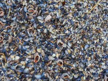 Colorful shells and mussels background. Natural seashore background