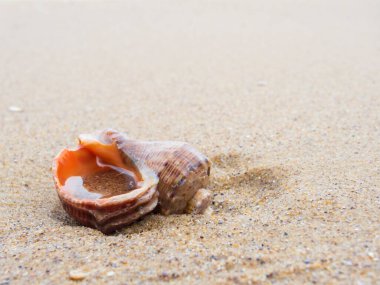 Empty rapan seashell on the beach sand. Symbol of seaside vacation