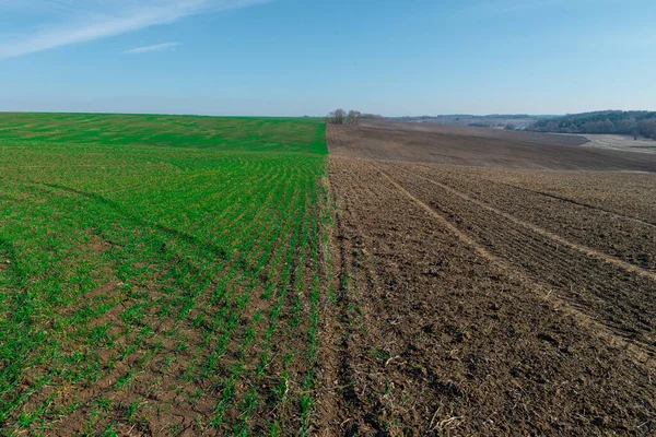 Cultivated farm field divided in half. One half with young green wheat sprouts other os black and plowed. Beginning of seasonal agricultural works in spring.