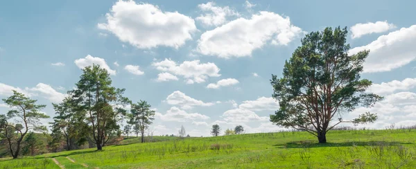 Summer countryside header image. Green field with road and pine trees site header