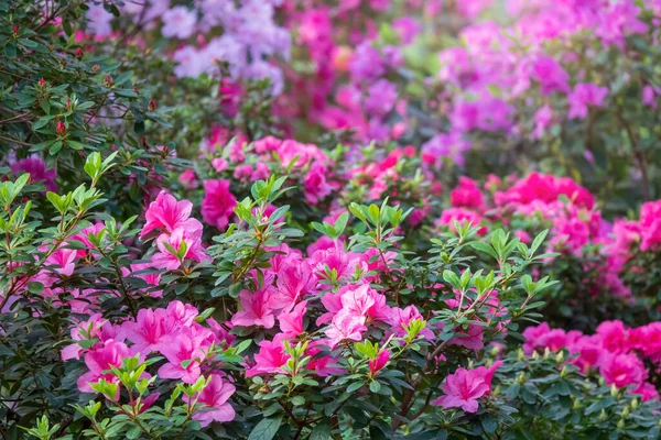 Красочный Цветочный Сад Цветущие Азалии Цветы Рододендрона Селективный Фокус — стоковое фото