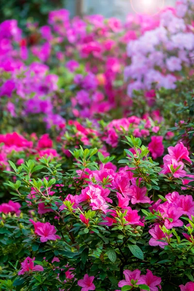 Beautiful Flower Background Vertical Photo Selective Focus — Stock Photo, Image