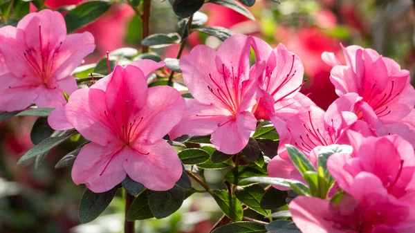 아름다운 꽃봉오리 Pano Photo Pink Azalea Flower — 스톡 사진