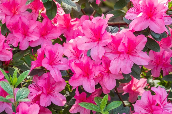 Krásné Růžové Květinové Pozadí Kvetoucí Azalka Květiny — Stock fotografie