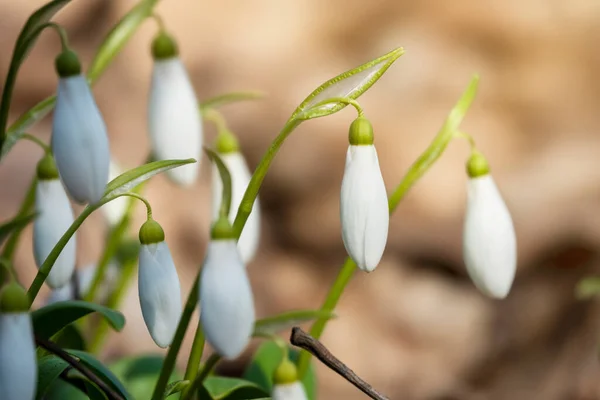 Pequeñas Gotas Nieve Blancas Flores Primavera Primeras Flores Jardín Enfoque —  Fotos de Stock