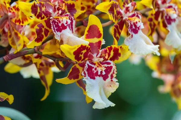 Colorful Tiger Orchid Flowers Yellow Exotic Flowers Close — Stock Photo, Image