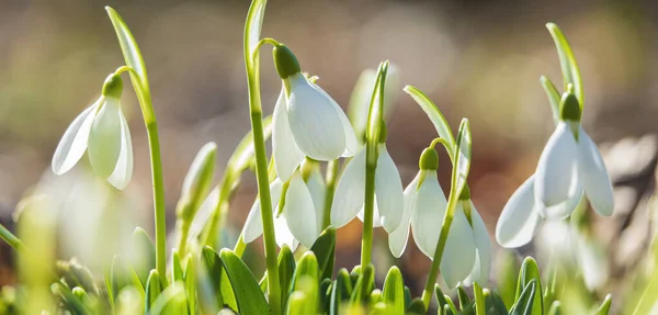 Spring Snowdrop Header Flower Header — Stock Photo, Image