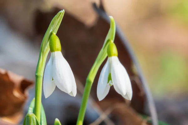 Par Pequeñas Gotas Nieve Flores Primavera Primeras Flores Primavera —  Fotos de Stock