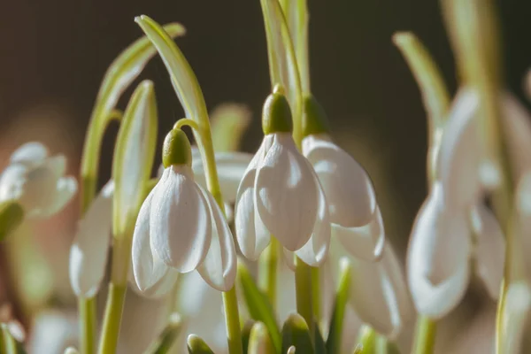 Beatiful Snowdrop Flowers Warm Vintage Colors Selective Focus — Stock Photo, Image