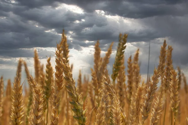 Wheat spikelets and dramatic cloudy sky. Grain harvest in Ukraine