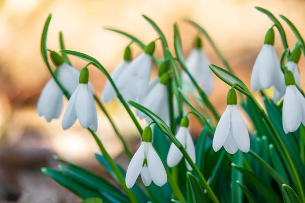 Snowdrops Flowers Sunny Spring Meadow Beautiful Flower Background — Stock Photo, Image