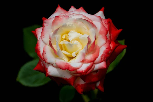 Hermosa Rosa Roja Sobre Fondo Oscuro Símbolo Amor Pasión Popular —  Fotos de Stock