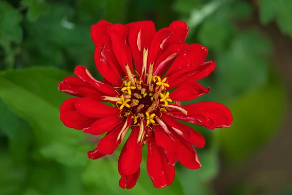 Flor Vermelha Exótica Vermelho Zinnia Flor Fundo Verde — Fotografia de Stock