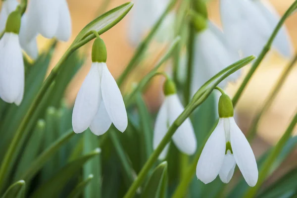 Tiny White Snowdrops Flowers Close Photo First Spring Flowers Park — Stock Photo, Image