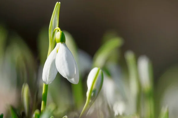 Hermosa Flor Gota Nieve Primavera Fistr —  Fotos de Stock