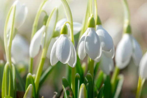 Beautiful Tender Snowdrops First Flowers Early Spring — Stock Photo, Image