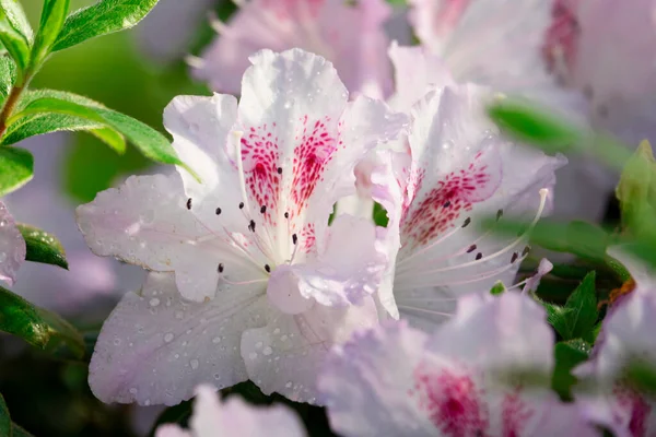 Красивые Белые Розовые Цветы Рододендрона Избирательный Фокус — стоковое фото