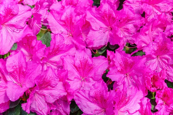 Exotische Blumen Hintergrund Rosafarbene Azaleen — Stockfoto