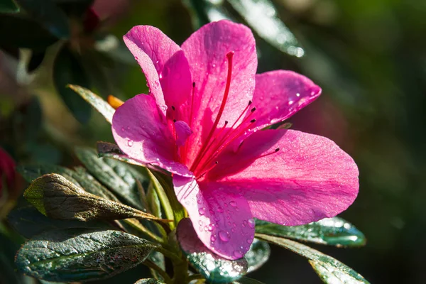 Růžový Exotický Květ Kapkami Rosy Azalka Nebo Rododendronová Květina — Stock fotografie