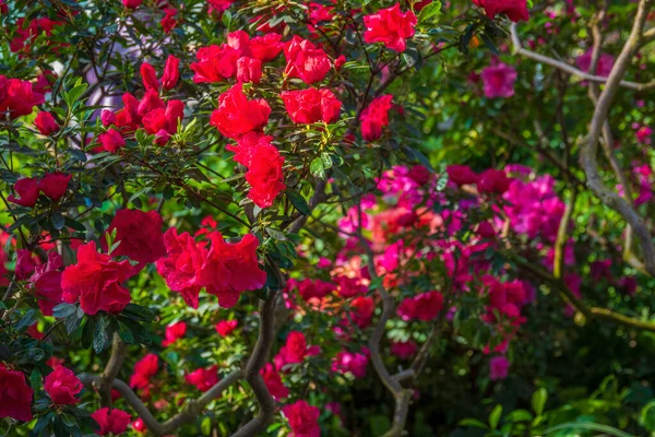 庭の鮮やかな赤い花 前景に焦点を当てる — ストック写真
