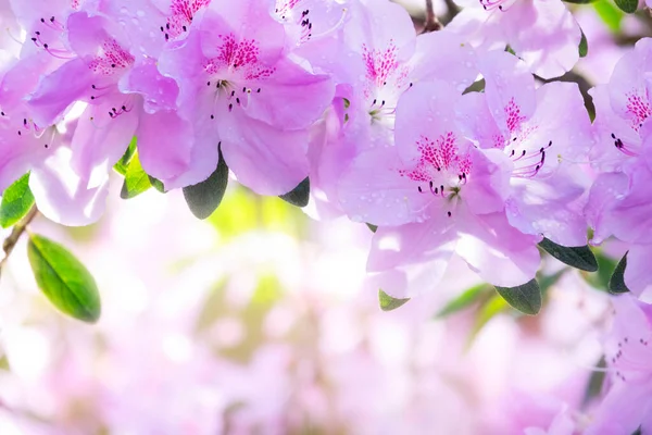 stock image Beautiful pink Rhododendron flowers background with copy space