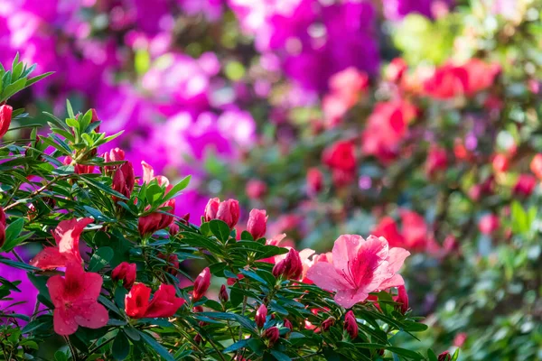 Levendige Bloem Achtergrond Bloeiende Rododendron Bloemen Met Selectieve Focus Voorgrond — Stockfoto