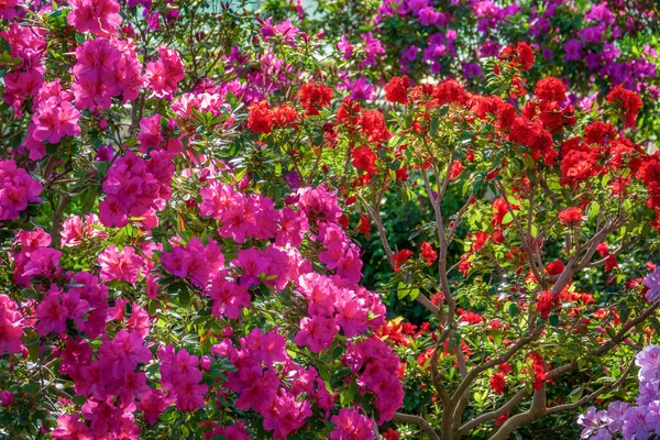 Kleurrijke Bloeiende Azalea Bomen Kleurrijke Bloem Achtergrond — Stockfoto