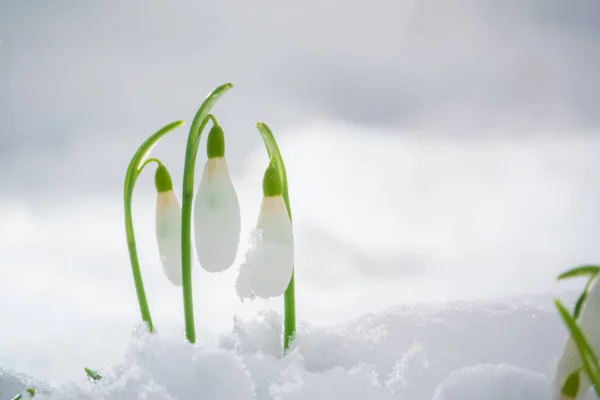 雪地上生长着三朵小小的雪花 — 图库照片