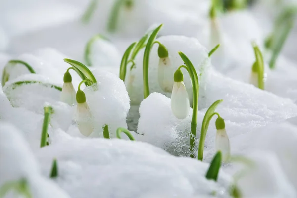 Piękne Kwiaty Śniegu Wyskakujące Śniegu Pierwsze Wiosenne Kwiaty Symbol Nadchodzącego — Zdjęcie stockowe
